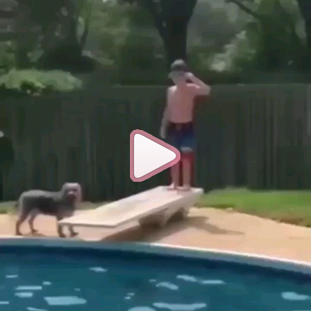 Insta-Vídeos: Animais #2 Insta-Vídeos: Animais #2